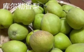 糖度最高的梨品種，不同的品種風(fēng)味也大有不同