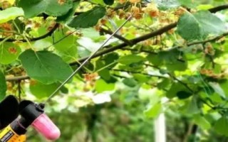 獼猴桃為何要人工授粉以及具體方法，雌雄花朵要相互傳粉才能結(jié)果