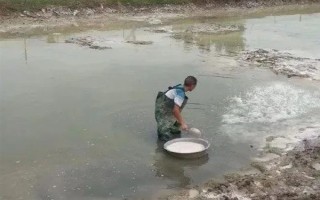 海瓜子怎么養(yǎng)殖，排干水塘再將種苗均勻撒在塘面上