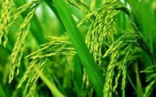 秀水占水稻種子特征特性，全生育期113.9天