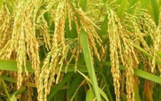 陵7優(yōu)558水稻種簡(jiǎn)介，全生育期150天
