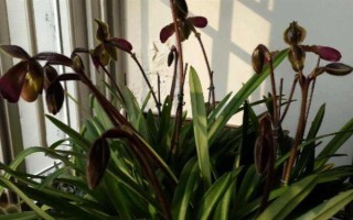 帶葉兜蘭的花期，花期在春季4-5月之間