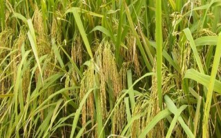 隆兩優(yōu)1377水稻品種的特性，每畝有效穗數(shù)15.9萬
