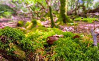 野生苔蘚冬季會不會死亡，進入休眠狀態(tài)后依然存活