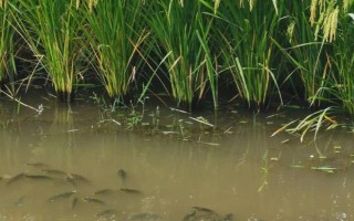 稻田養(yǎng)魚技術(shù)，水位控制在8厘米左右