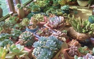 冬天多肉放室內(nèi)沒有陽光怎么處理，要將其移到有光照的位置