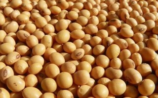 登科1號(hào)大豆種子介紹