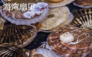 海灣扇貝的產(chǎn)地，原產(chǎn)于美國東海岸