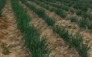 紅蔥的種植方法，將鱗莖插入土壤、讓生長點露出土面即可