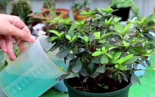 杜鵑花的家庭養(yǎng)法，春秋季通常2-3天可澆1次水