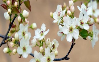 梨樹(shù)開(kāi)花時(shí)節(jié)的管理方法，花期噴硼能提高梨樹(shù)的坐果率