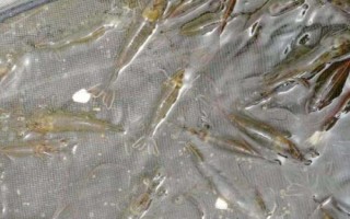 南美白對(duì)蝦的養(yǎng)殖方法，產(chǎn)量高、價(jià)值高、抗病力強(qiáng)