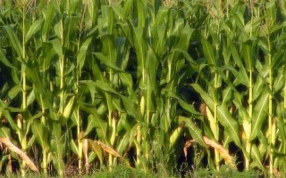 新玉105號玉米品種簡介，畝密度6000株