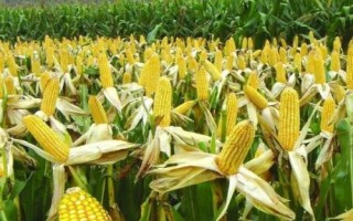 湖泉玉10號（試驗(yàn)名稱：湖泉玉10號）玉米種子特征特性，并每畝加施復(fù)合肥25公斤