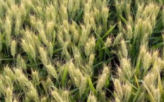 青研紫麥1號小麥種子特征特性，適宜播期10月5～15日