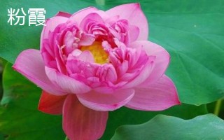 盛開的荷花與什么相似，看起來就像一個(gè)彩燈