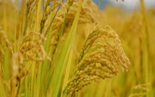 天優(yōu)596水稻種子特征特性，每畝有效穗數(shù)16.5萬