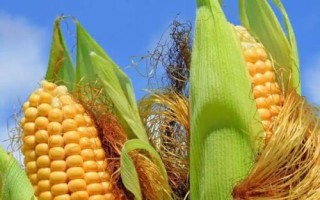 勁單4號(hào)玉米種子簡(jiǎn)介，在區(qū)試3000株/畝密度下