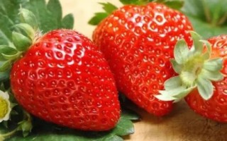 草莓屬于哪個(gè)季節(jié)的水果，常在春末夏初采摘上市