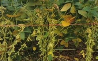 鐵鮮豆14大豆種子簡介，及時防治病蟲草害