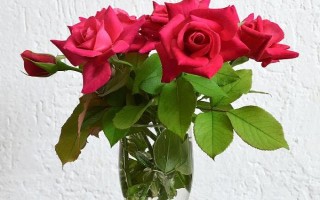 水培玫瑰花如何避免枯萎，要養(yǎng)在干燥、涼爽、通風(fēng)處