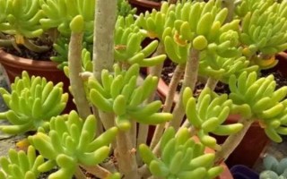 八千代的養(yǎng)殖方法，生長期間每個月追施一次肥料