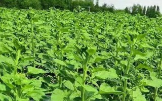怎么種植向日葵花，現(xiàn)蕾前需控制好澆水量