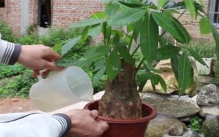 發(fā)財樹使用多少粒復(fù)合肥，株高1米可使用5-8粒