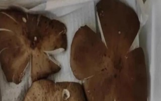 長期保存雞縱菌的方法，曬干后密封能保存12個月左右