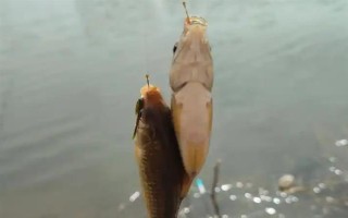 蚯蚓釣鯽魚(yú)不開(kāi)口怎么處理，一定要打好窩子