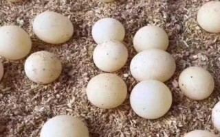 甲魚的繁殖技術(shù)介紹，砂質(zhì)濕度決定孵化率