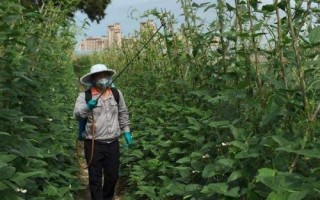 蕓豆何時(shí)噴施磷酸二氫鉀，結(jié)莢鼓粒時(shí)噴肥效果更佳