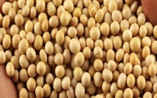 汾黑1號大豆種子特點，適宜播期4月下旬至5月上旬