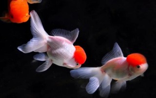金魚能用自來水養(yǎng)嗎，自來水是軟水適合養(yǎng)魚