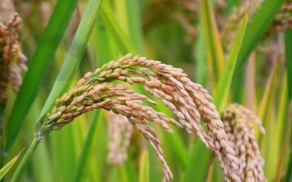袁兩優(yōu)1000水稻種子介紹，秧田播種量每畝15公斤
