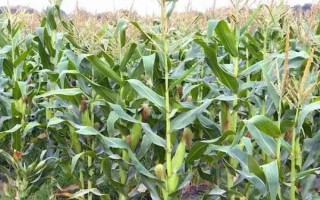 什么品種的玉米種子好，常見的有偉科702、華農(nóng)866等