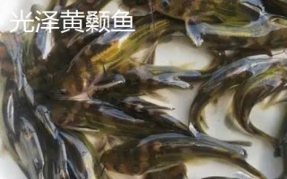 黃骨魚養(yǎng)多久才能上市，需養(yǎng)殖12-13個月才能售賣