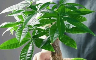 夏天發(fā)財(cái)樹葉子發(fā)黃脫落怎么辦，需要為發(fā)財(cái)樹做好遮陰措施