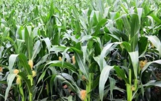 雄玉1587玉米品種的特性，每畝適宜密度4000株