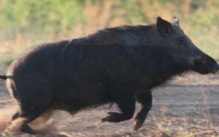 野豬害怕的東西和驅(qū)趕方法，害怕其它猛獸和強光