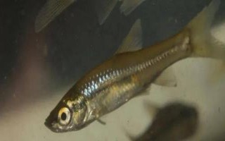垂釣麥穗魚(yú)的技巧，可從釣底開(kāi)始向上搜索魚(yú)層