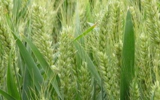 運(yùn)旱805小麥種子介紹，適宜播量每畝8-9公斤