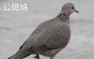 斑鳩怎么分公母，可根據(jù)頭的形狀、眼睛位置或眉毛長短等分辨