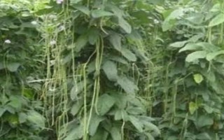 豆角歇伏的原因，高溫、干旱多雨等都會(huì)導(dǎo)致