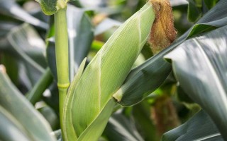 圣甜1號玉米種子特征特性，苗期防治地下害蟲