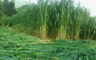 矮象草多少溫度才能安全越冬，冬季氣溫需在5℃以上