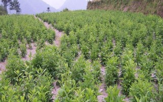 蒼術(shù)的栽培技術(shù)，用磷酸二胺做底肥為佳