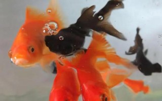 金魚能用自來水養(yǎng)嗎，自來水是軟水適合養(yǎng)魚