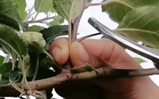 矮化蘋果苗的栽培管理方法，最重要的就是枝葉的修剪和整形