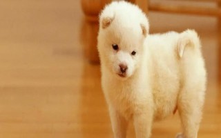 狗狗口臭的原因，可能是患有口腔和牙科病